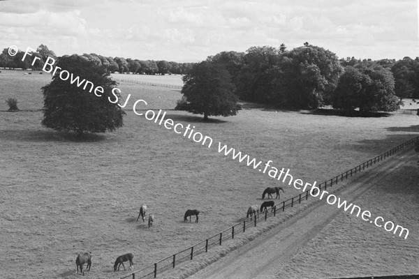 THOROUGHBRED MARES AND FOALS IN PADDOCK